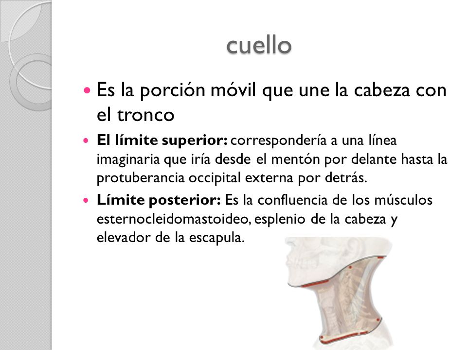 cuello Es la porción móvil que une la cabeza con el tronco