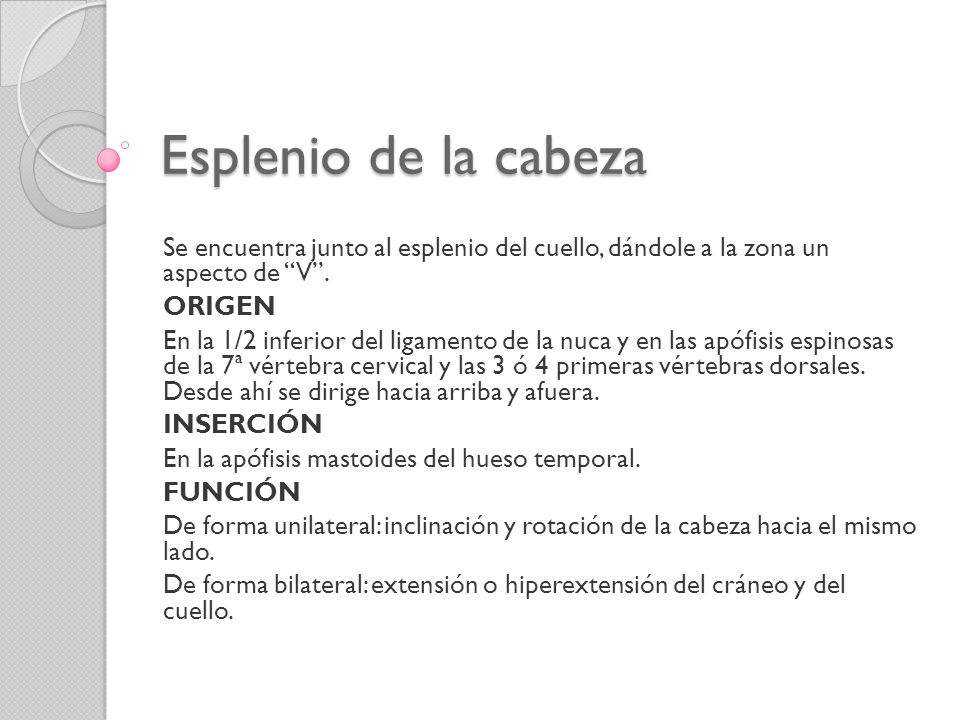 Esplenio de la cabeza Se encuentra junto al esplenio del cuello, dándole a la zona un aspecto de V .