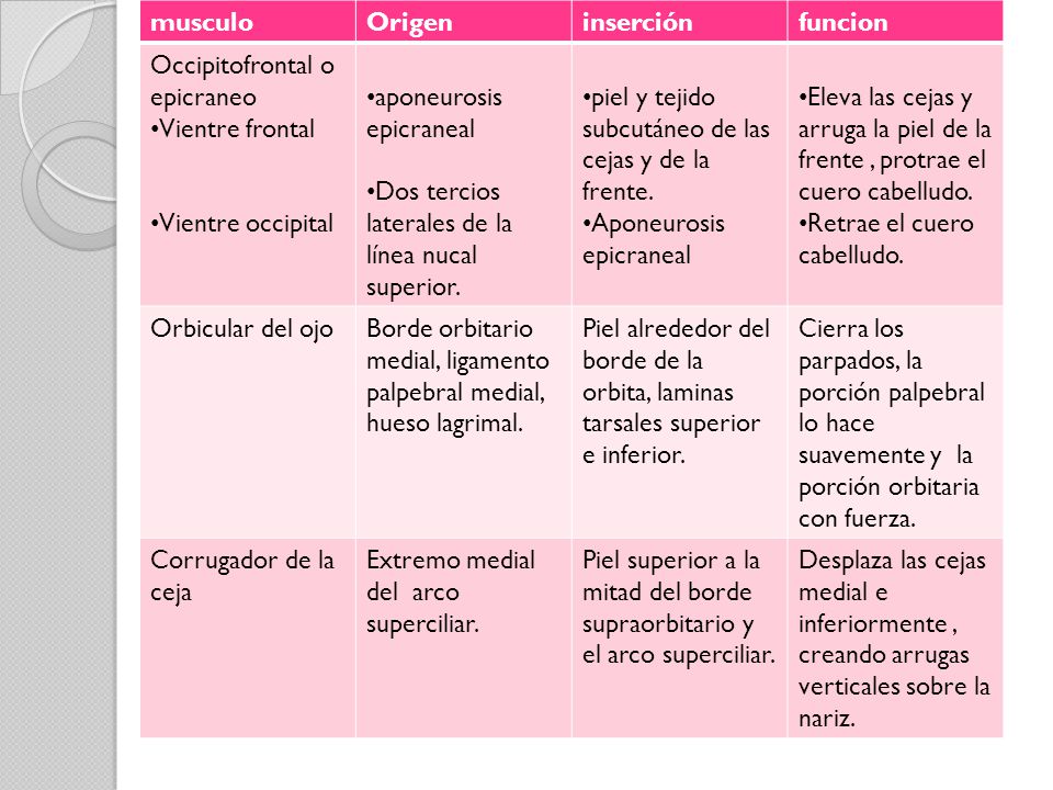 musculo Origen. inserción. funcion. Occipitofrontal o epicraneo. Vientre frontal. Vientre occipital.