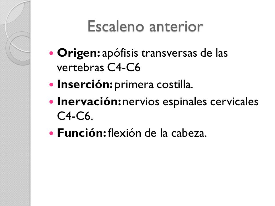 Escaleno anterior Origen: apófisis transversas de las vertebras C4-C6