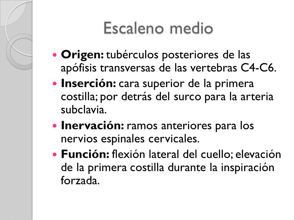 Escaleno medio Origen: tubérculos posteriores de las apófisis transversas de las vertebras C4-C6.