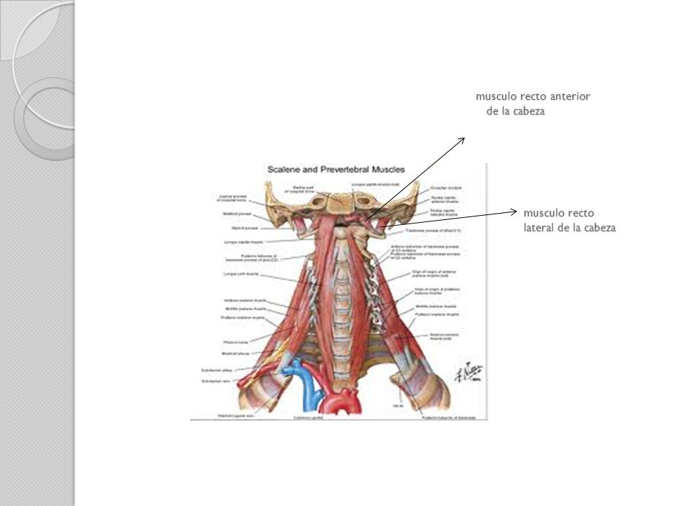 musculo recto anterior de la cabeza musculo recto lateral de la cabeza