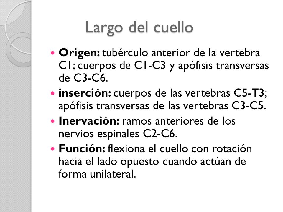 Largo del cuello Origen: tubérculo anterior de la vertebra C1; cuerpos de C1-C3 y apófisis transversas de C3-C6.