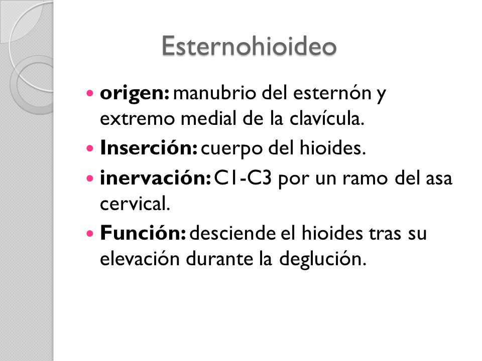 Esternohioideo origen: manubrio del esternón y extremo medial de la clavícula. Inserción: cuerpo del hioides.
