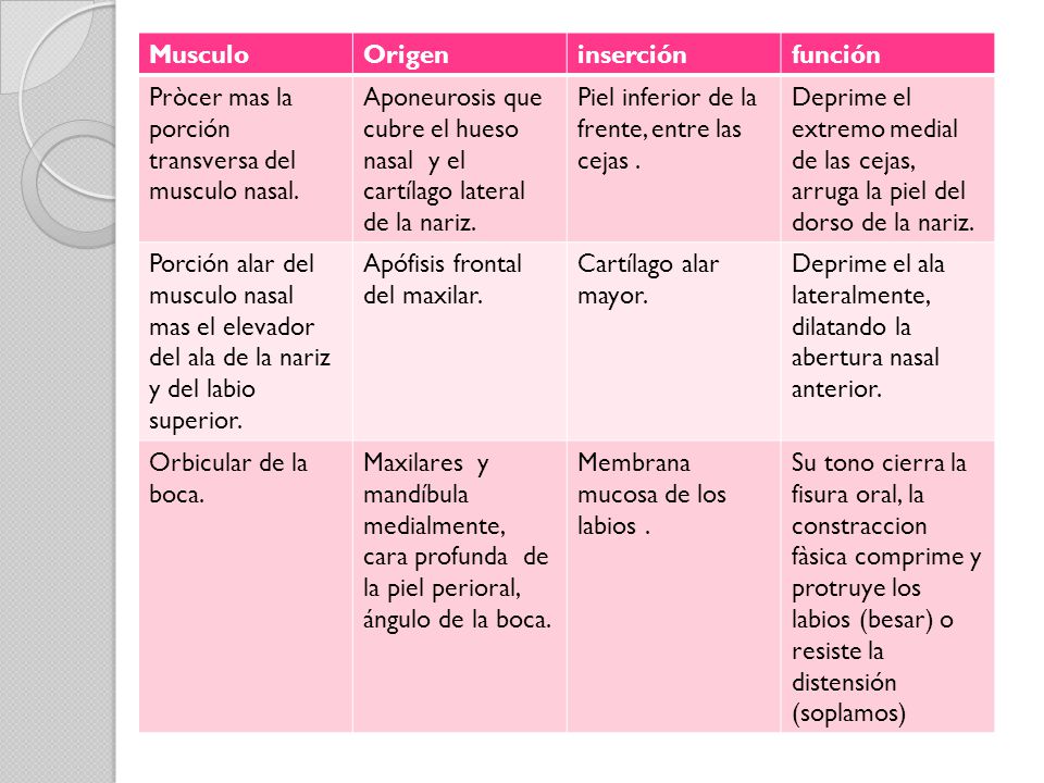Musculo Origen. inserción. función. Pròcer mas la porción transversa del musculo nasal.