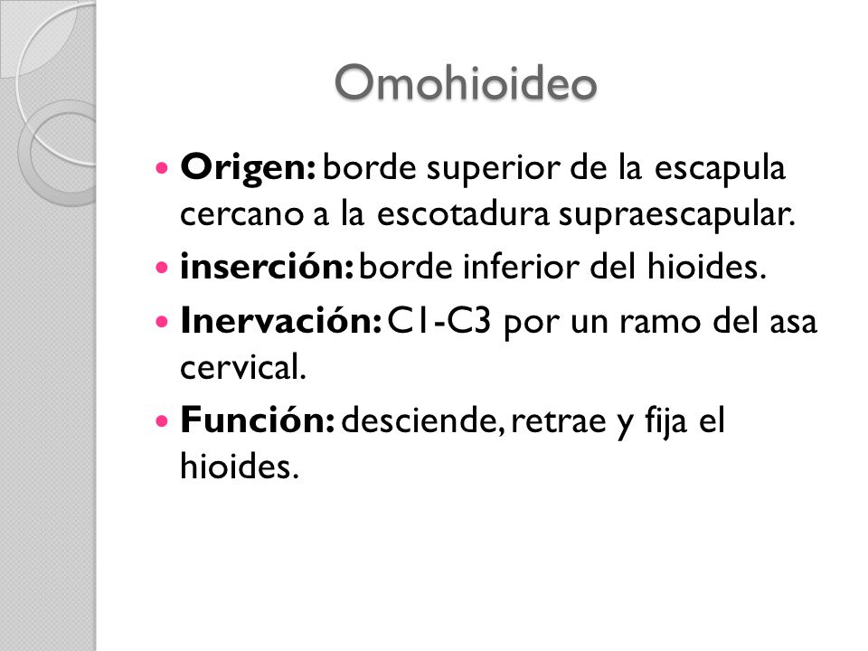 Omohioideo Origen: borde superior de la escapula cercano a la escotadura supraescapular. inserción: borde inferior del hioides.