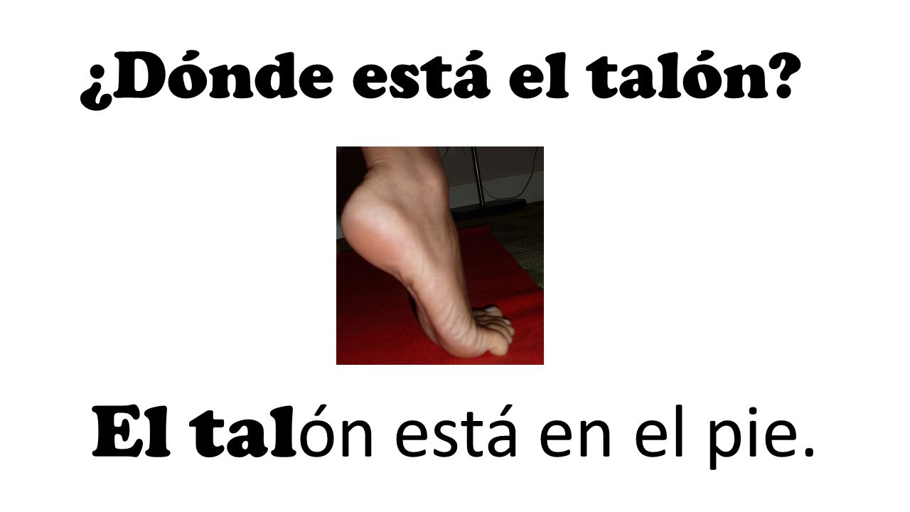 ¿Dónde está el talón El talón está en el pie.
