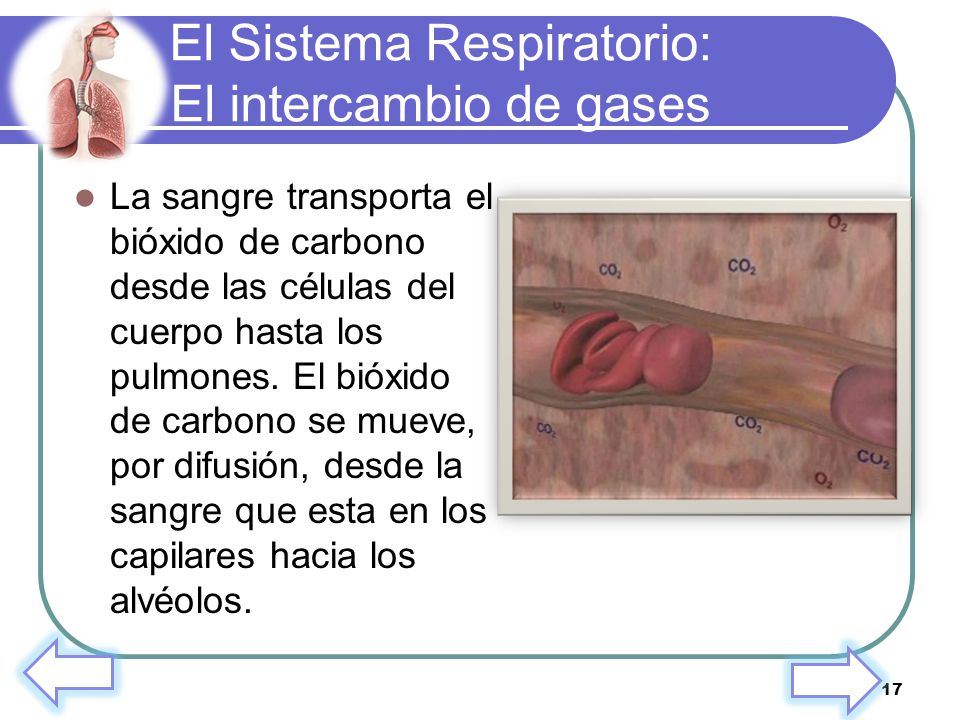 El Sistema Respiratorio: El intercambio de gases