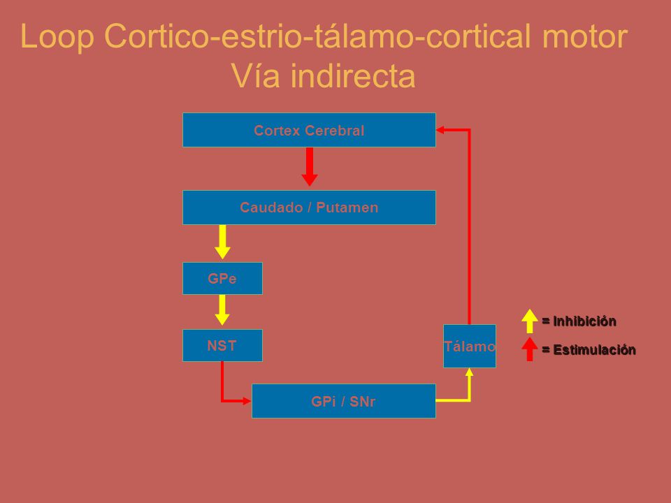 Loop Cortico-estrio-tálamo-cortical motor Vía indirecta
