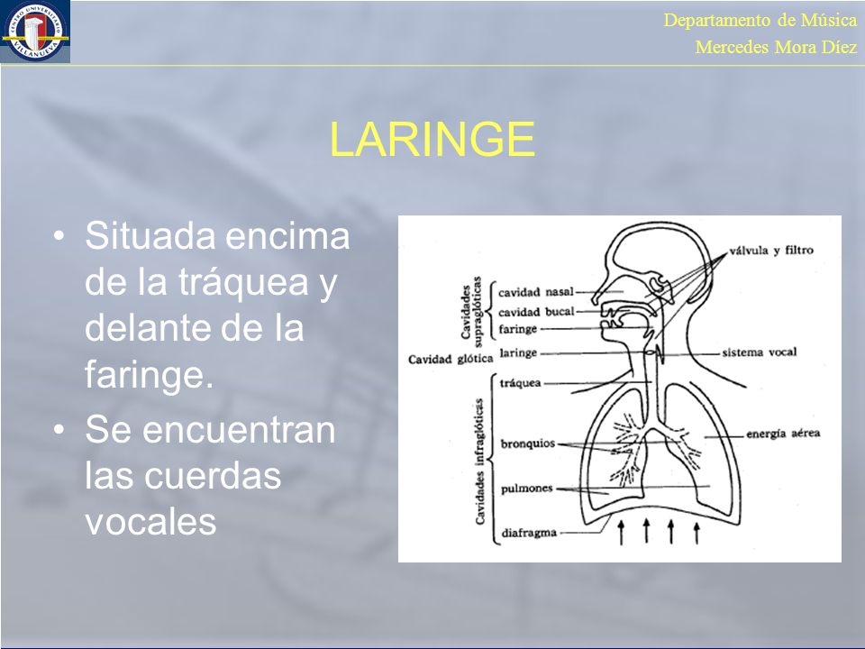 LARINGE Situada encima de la tráquea y delante de la faringe.