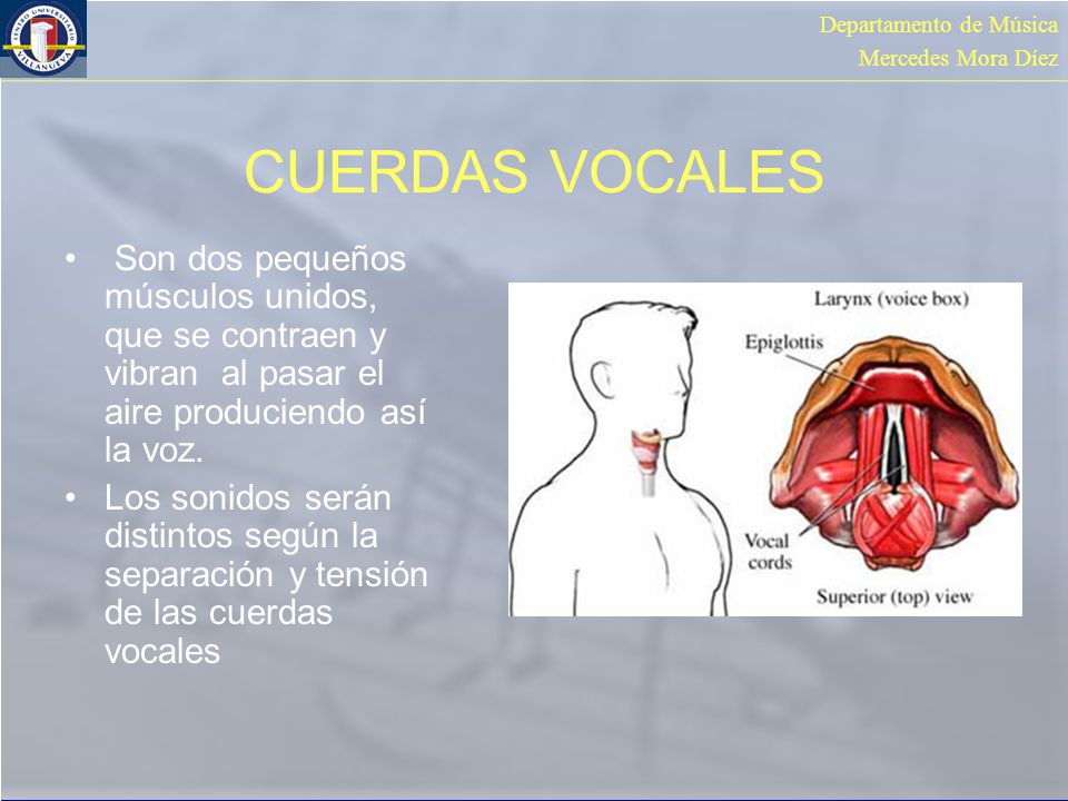 CUERDAS VOCALES Son dos pequeños músculos unidos, que se contraen y vibran al pasar el aire produciendo así la voz.
