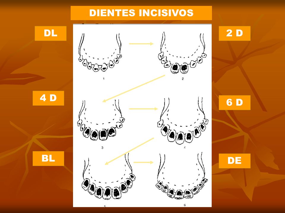 DIENTES INCISIVOS DL 2 D 4 D 6 D BL DE