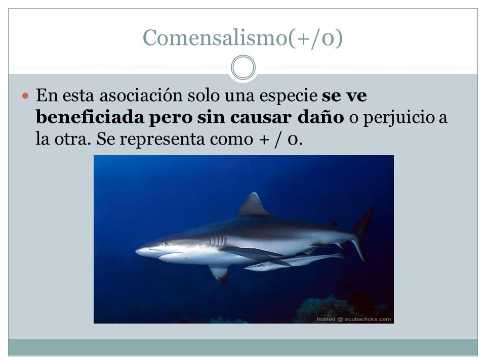 Comensalismo(+/0) En esta asociación solo una especie se ve beneficiada pero sin causar daño o perjuicio a la otra.