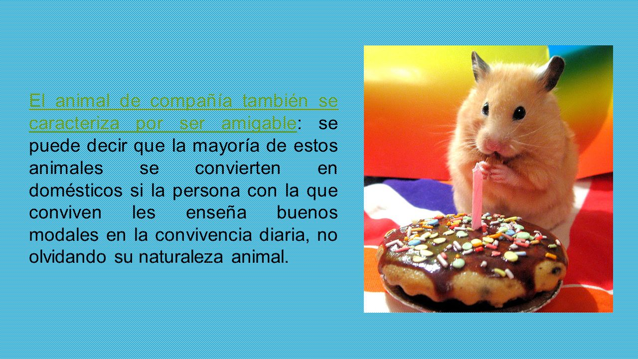 El animal de compañía también se caracteriza por ser amigable: se puede decir que la mayoría de estos animales se convierten en domésticos si la persona con la que conviven les enseña buenos modales en la convivencia diaria, no olvidando su naturaleza animal.
