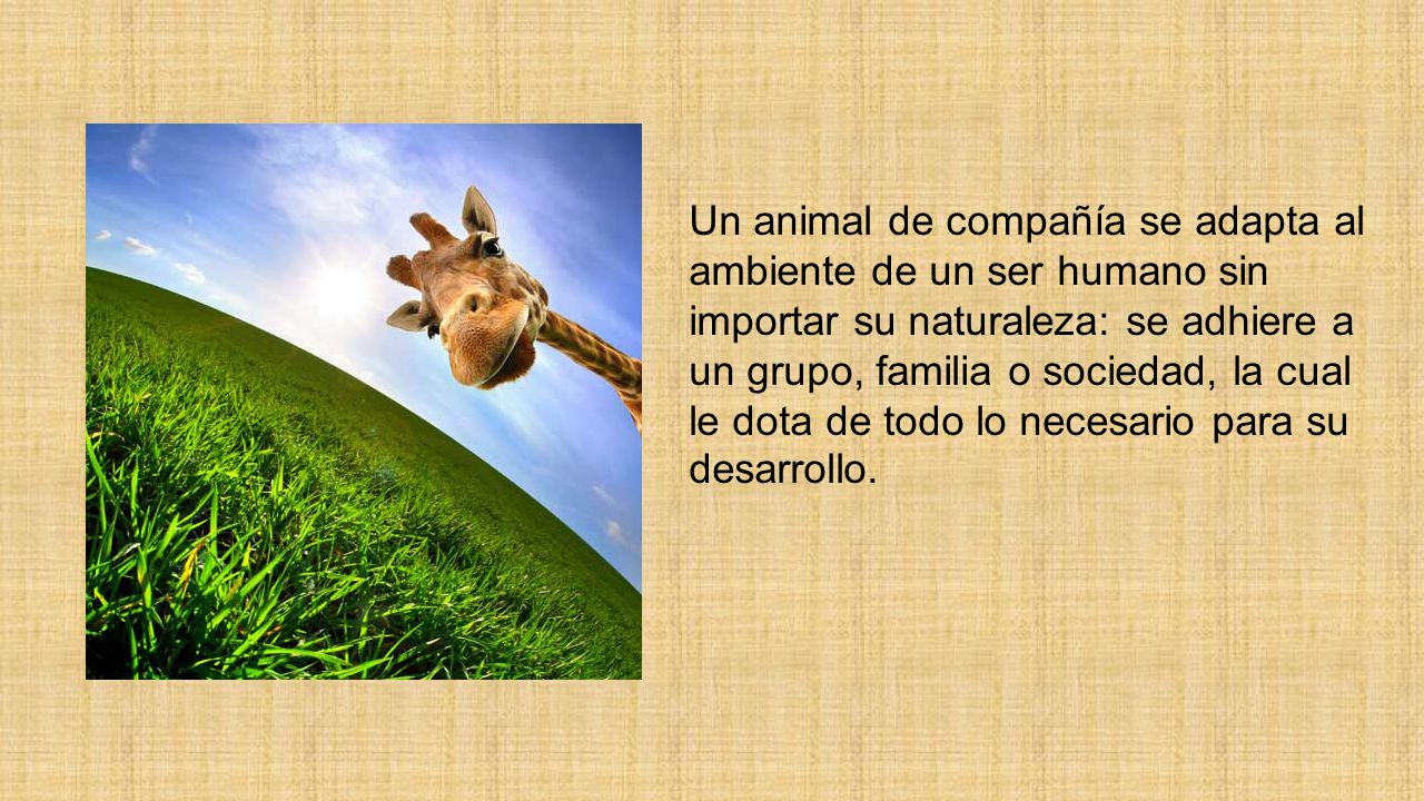 Un animal de compañía se adapta al ambiente de un ser humano sin importar su naturaleza: se adhiere a un grupo, familia o sociedad, la cual le dota de todo lo necesario para su desarrollo.