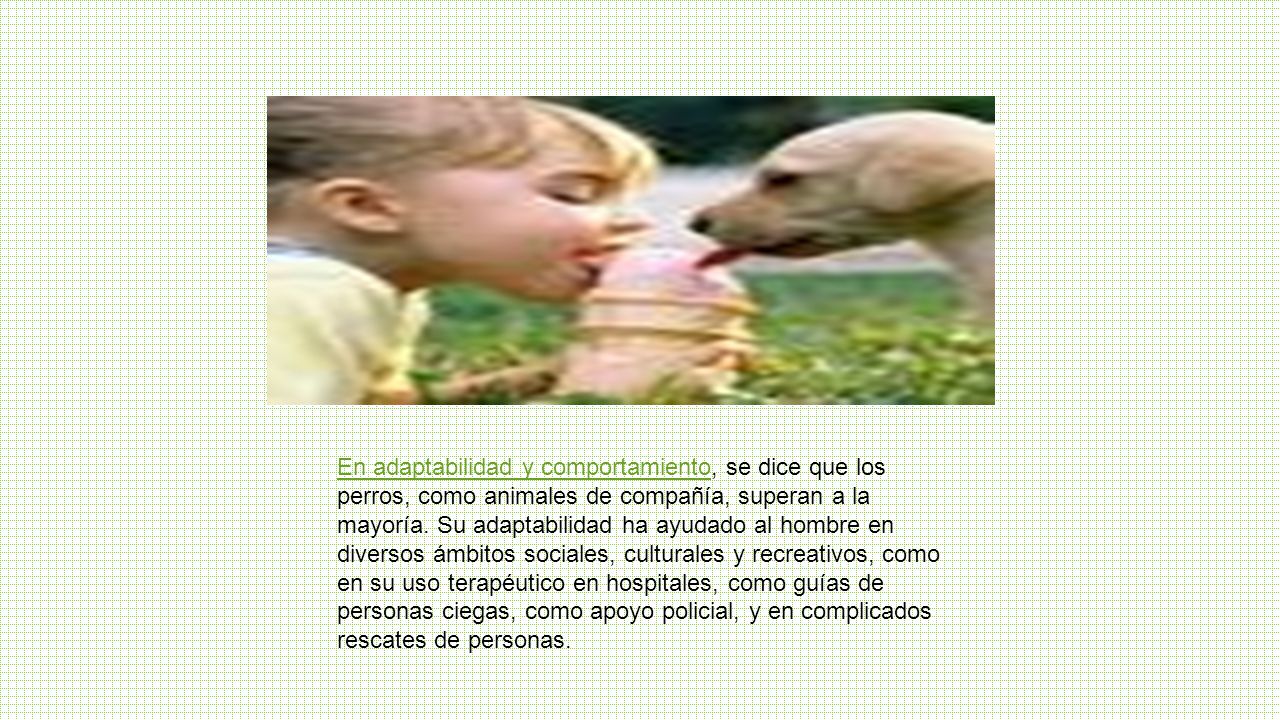 En adaptabilidad y comportamiento, se dice que los perros, como animales de compañía, superan a la mayoría.