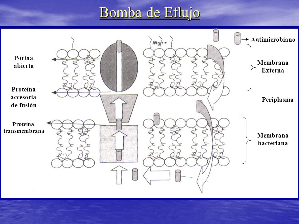 Bomba de Eflujo Antimicrobiano Porina abierta Externa accesoria