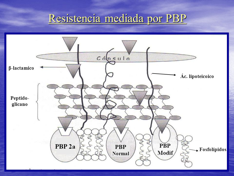 Resistencia mediada por PBP