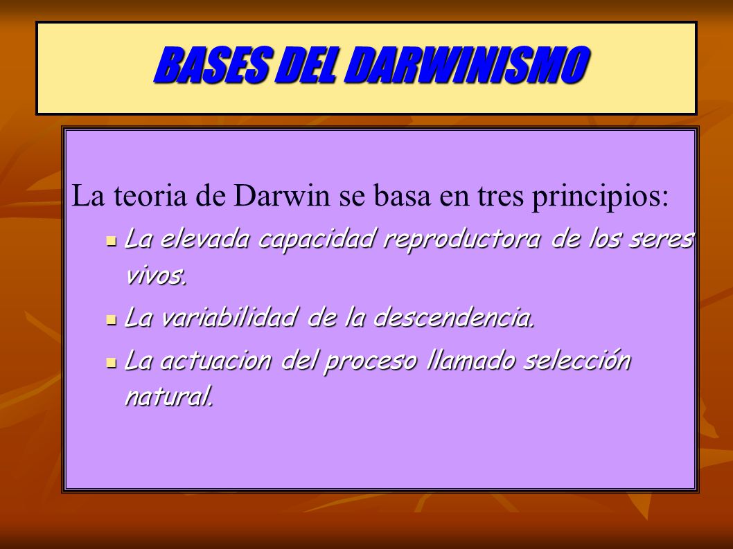 BASES DEL DARWINISMO La teoria de Darwin se basa en tres principios: