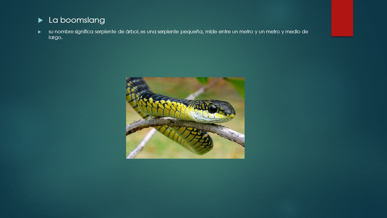 La boomslang su nombre significa serpiente de árbol, es una serpiente pequeña, mide entre un metro y un metro y medio de largo.