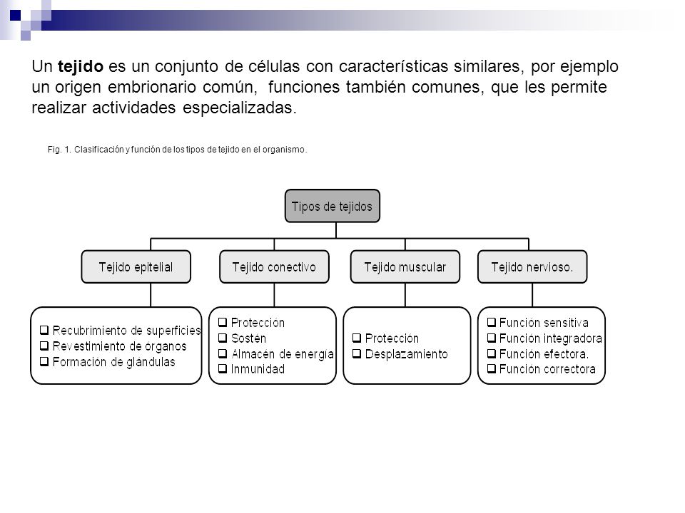 Un tejido es un conjunto de células con características similares, por ejemplo un origen embrionario común, funciones también comunes, que les permite realizar actividades especializadas.