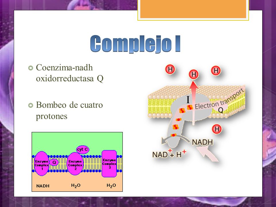 Complejo I Coenzima-nadh oxidorreductasa Q Bombeo de cuatro protones