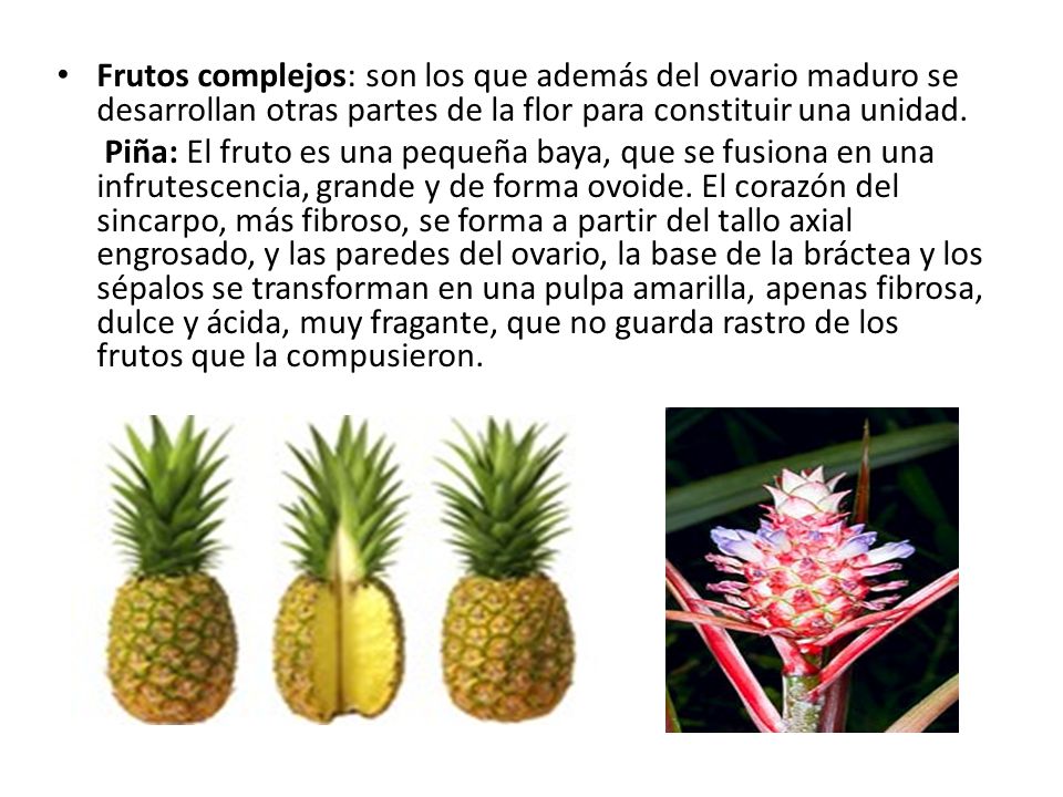 Frutos complejos: son los que además del ovario maduro se desarrollan otras partes de la flor para constituir una unidad.