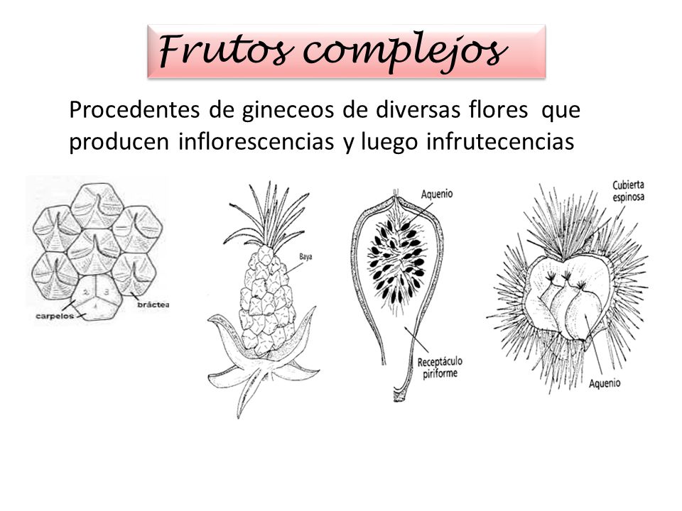 Frutos complejos Procedentes de gineceos de diversas flores que producen inflorescencias y luego infrutecencias.