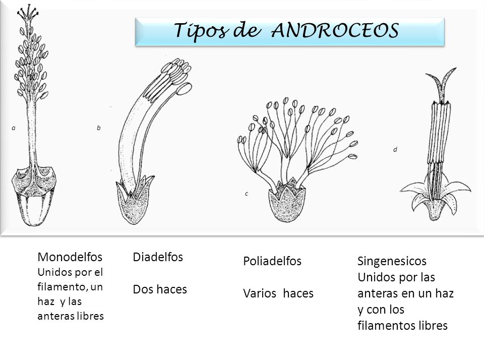 Tipos de ANDROCEOS Monodelfos Diadelfos Dos haces Poliadelfos