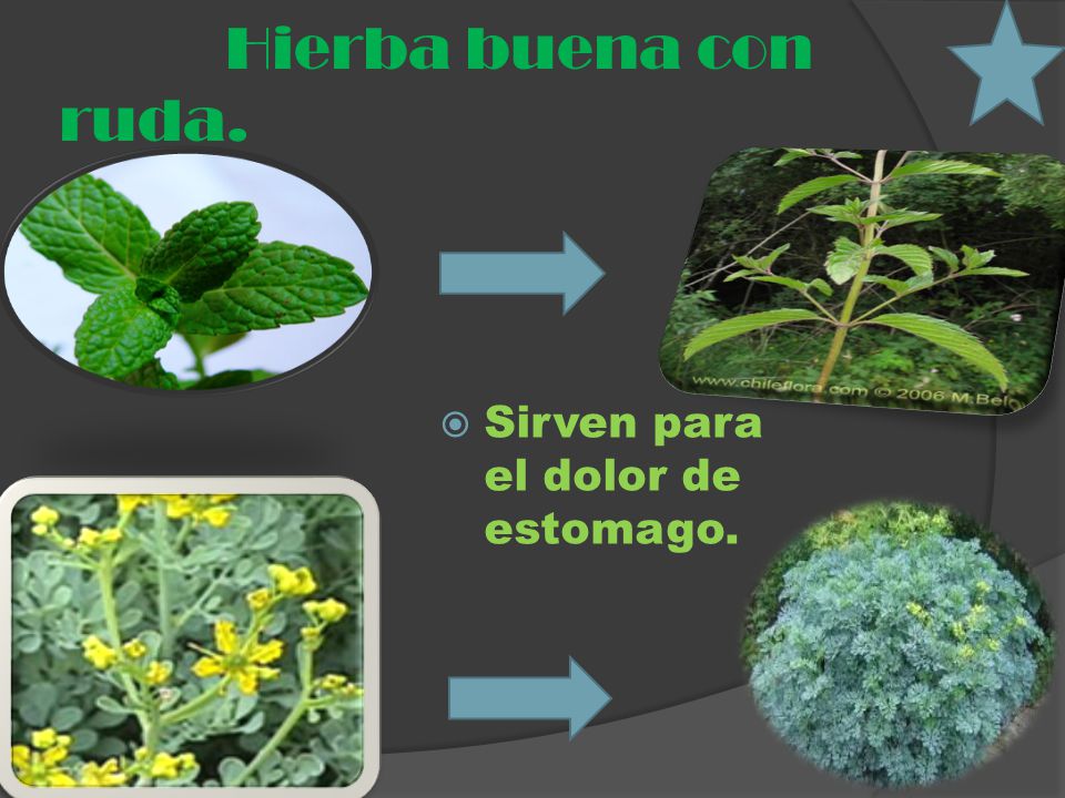 Hierba buena con ruda. Sirven para el dolor de estomago.