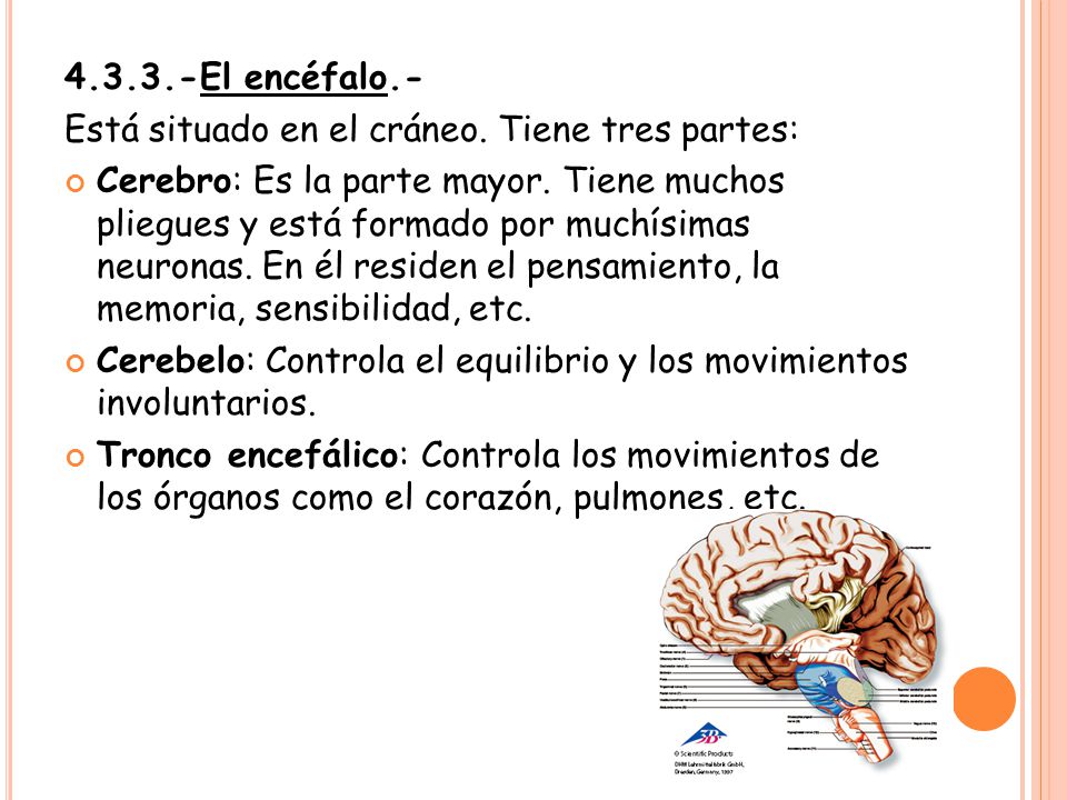 El encéfalo.- Está situado en el cráneo. Tiene tres partes: