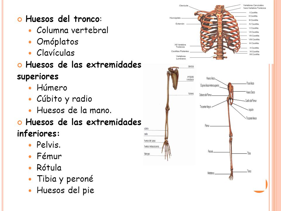 Huesos del tronco: Columna vertebral. Omóplatos. Clavículas. Huesos de las extremidades. superiores.