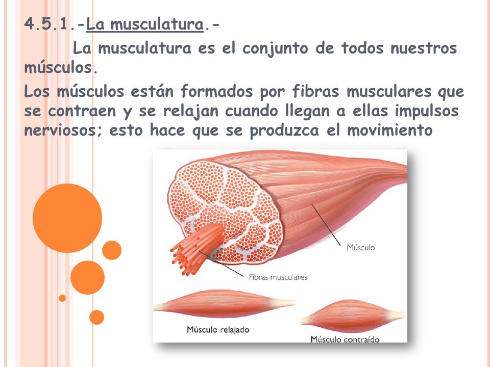 La musculatura.- La musculatura es el conjunto de todos nuestros músculos.