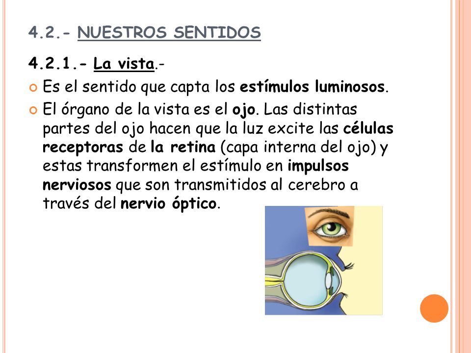 4.2.- NUESTROS SENTIDOS La vista.- Es el sentido que capta los estímulos luminosos.
