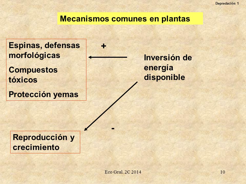 + - Mecanismos comunes en plantas Espinas, defensas morfológicas