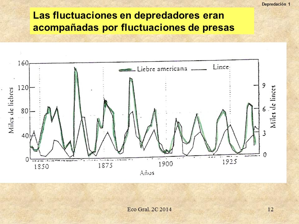 Depredación 1 Las fluctuaciones en depredadores eran acompañadas por fluctuaciones de presas.