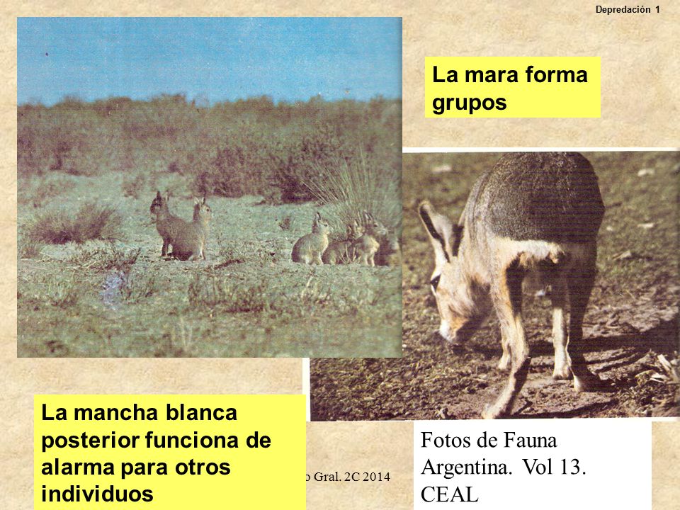 La mancha blanca posterior funciona de alarma para otros individuos