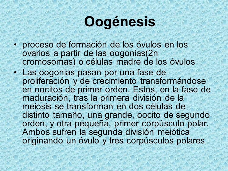 Oogénesis proceso de formación de los óvulos en los ovarios a partir de las oogonias(2n cromosomas) o células madre de los óvulos.