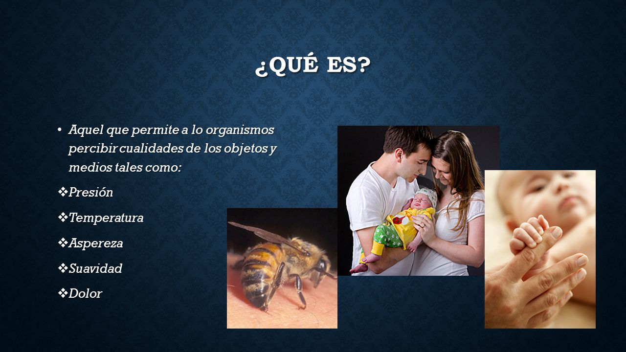 ¿Qué es Aquel que permite a lo organismos percibir cualidades de los objetos y medios tales como: