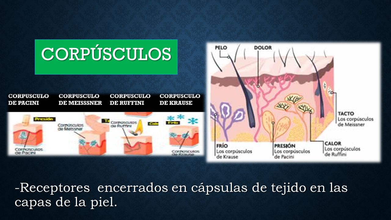 -Receptores encerrados en cápsulas de tejido en las capas de la piel.
