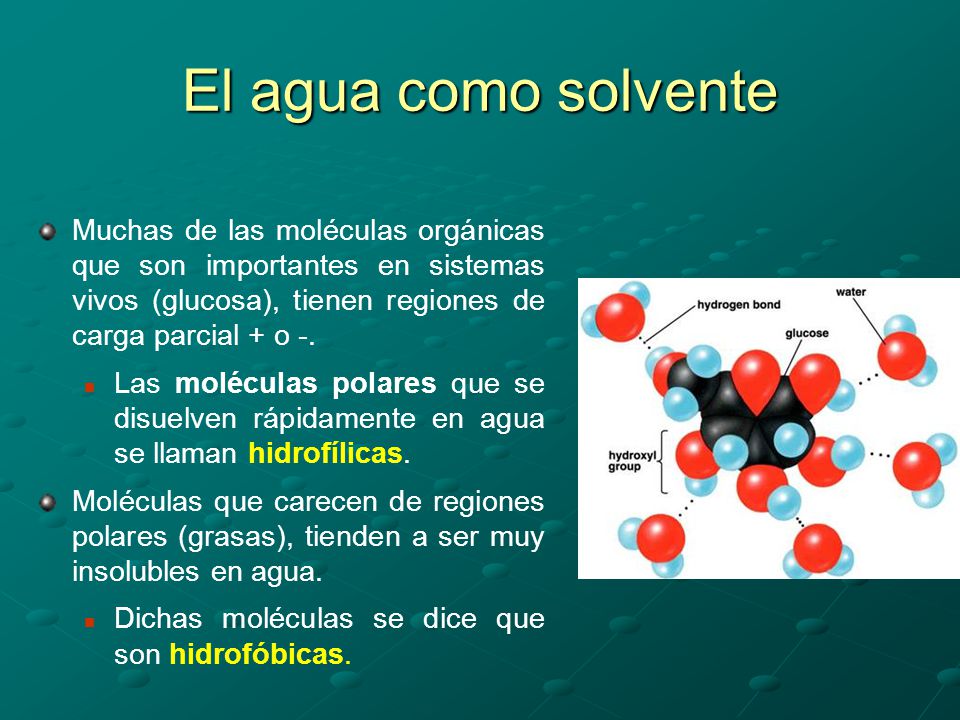 El agua como solvente Muchas de las moléculas orgánicas que son importantes en sistemas vivos (glucosa), tienen regiones de carga parcial + o -.