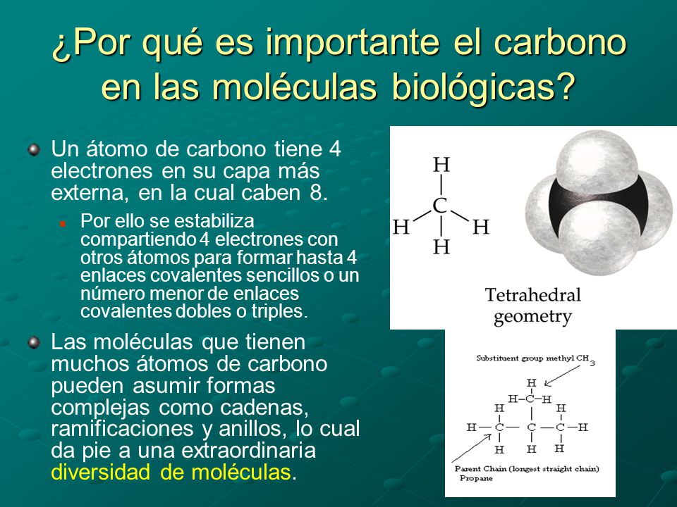 ¿Por qué es importante el carbono en las moléculas biológicas