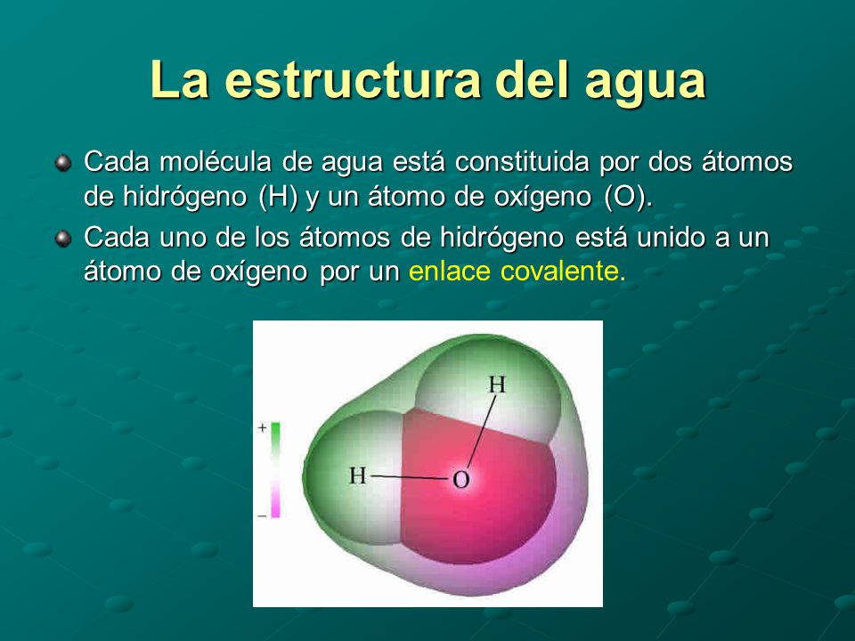 La estructura del agua Cada molécula de agua está constituida por dos átomos de hidrógeno (H) y un átomo de oxígeno (O).