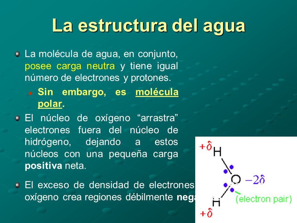 La estructura del agua La molécula de agua, en conjunto, posee carga neutra y tiene igual número de electrones y protones.