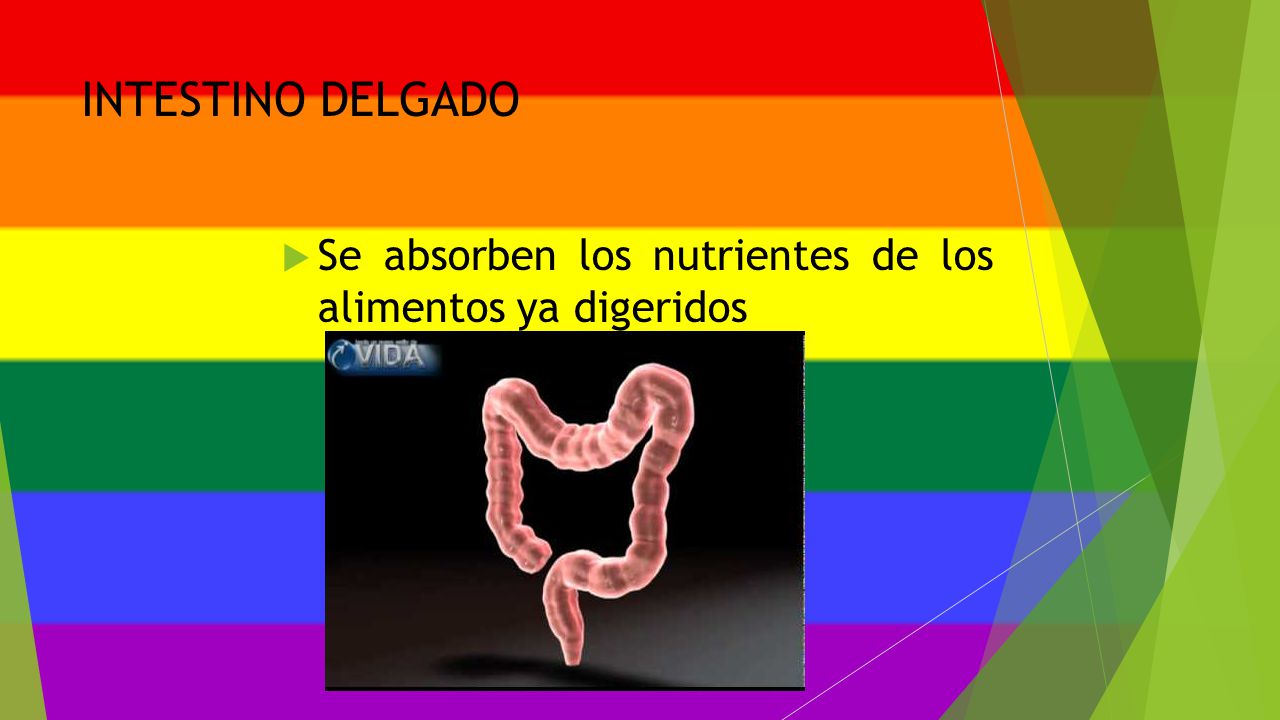INTESTINO DELGADO Se absorben los nutrientes de los alimentos ya digeridos
