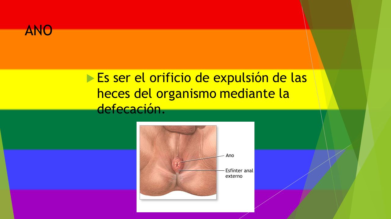 ANO Es ser el orificio de expulsión de las heces del organismo mediante la defecación.