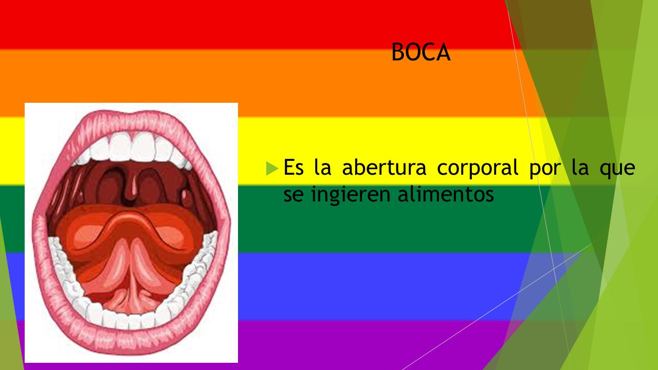 BOCA Es la abertura corporal por la que se ingieren alimentos