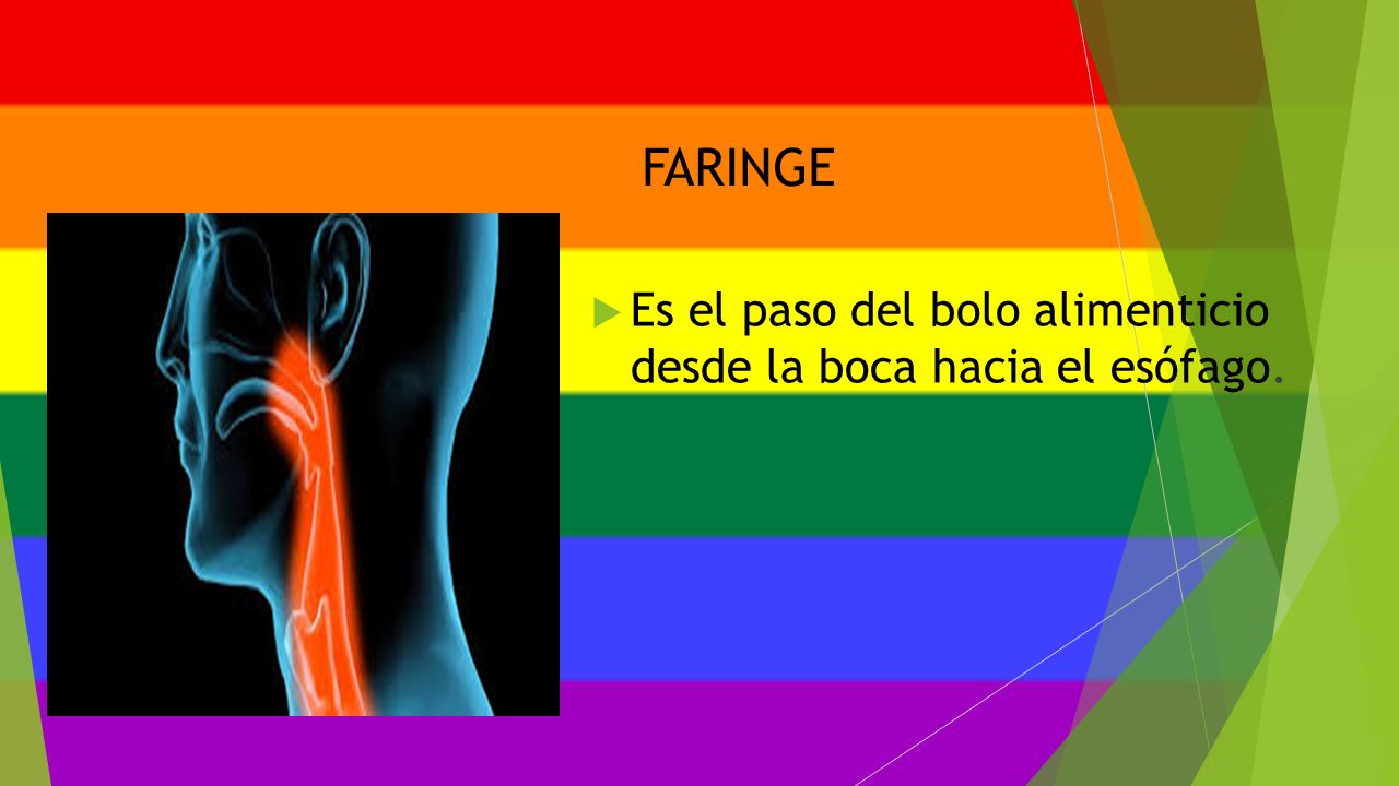 FARINGE Es el paso del bolo alimenticio desde la boca hacia el esófago.