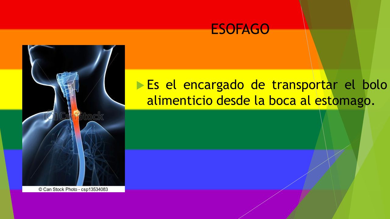ESOFAGO Es el encargado de transportar el bolo alimenticio desde la boca al estomago.