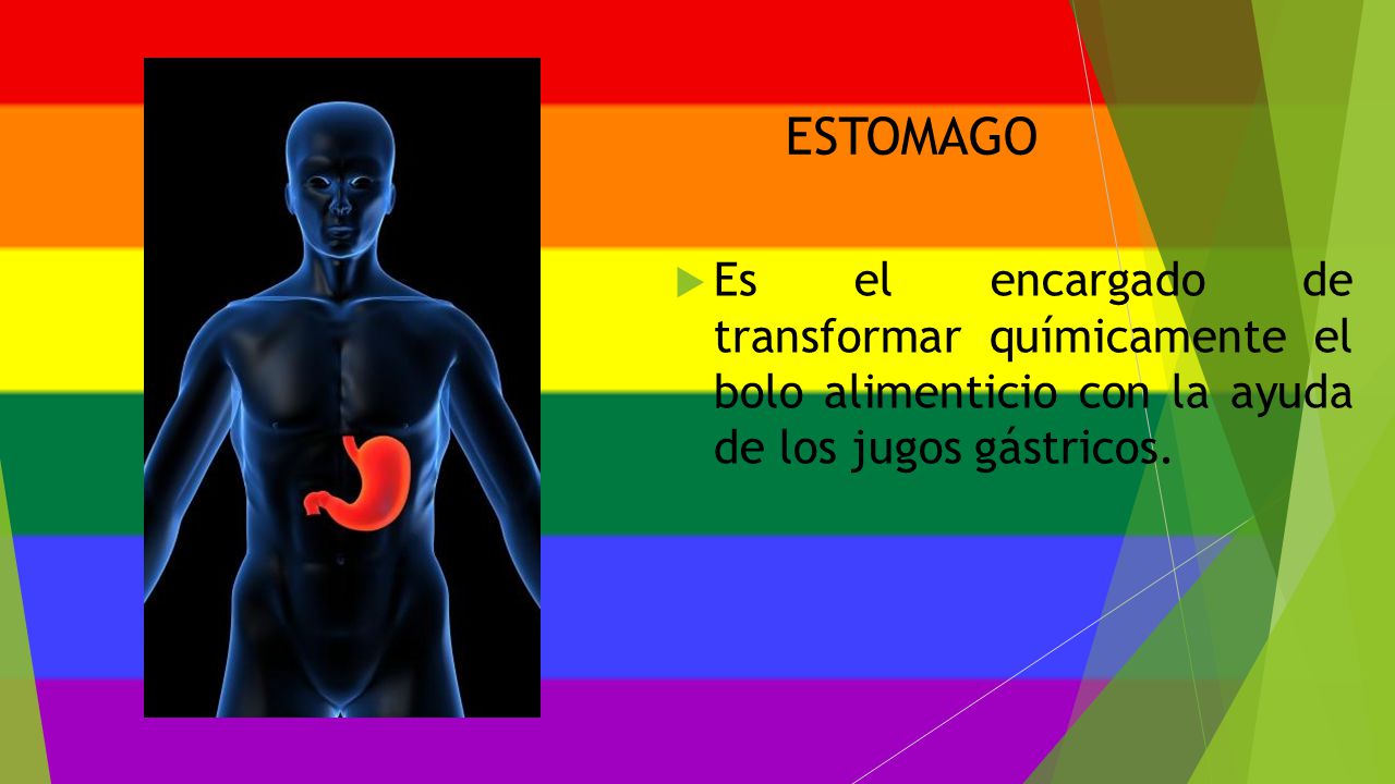 ESTOMAGO Es el encargado de transformar químicamente el bolo alimenticio con la ayuda de los jugos gástricos.